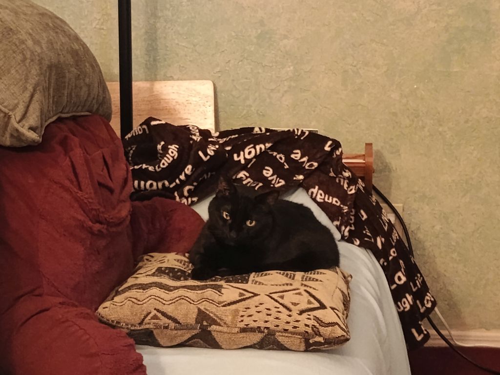 Short-haired black cat with green eyes is laying on a couch which is covered with a light blue sheet. He's reclining on top of a sofa pillow which is light brown and has geometric designs in shades of darker browns. To the left is a maroon backrest, on top of which is a rectangular sage green sofa pillow. Behind him, on the arm of the couch, is a dark brown fleece blanket with light brown words on it. The wall behind him is painted in a light greenish color. The living room carpet is maroon. His head is slightly tilted and he's not quite looking at the photographer.