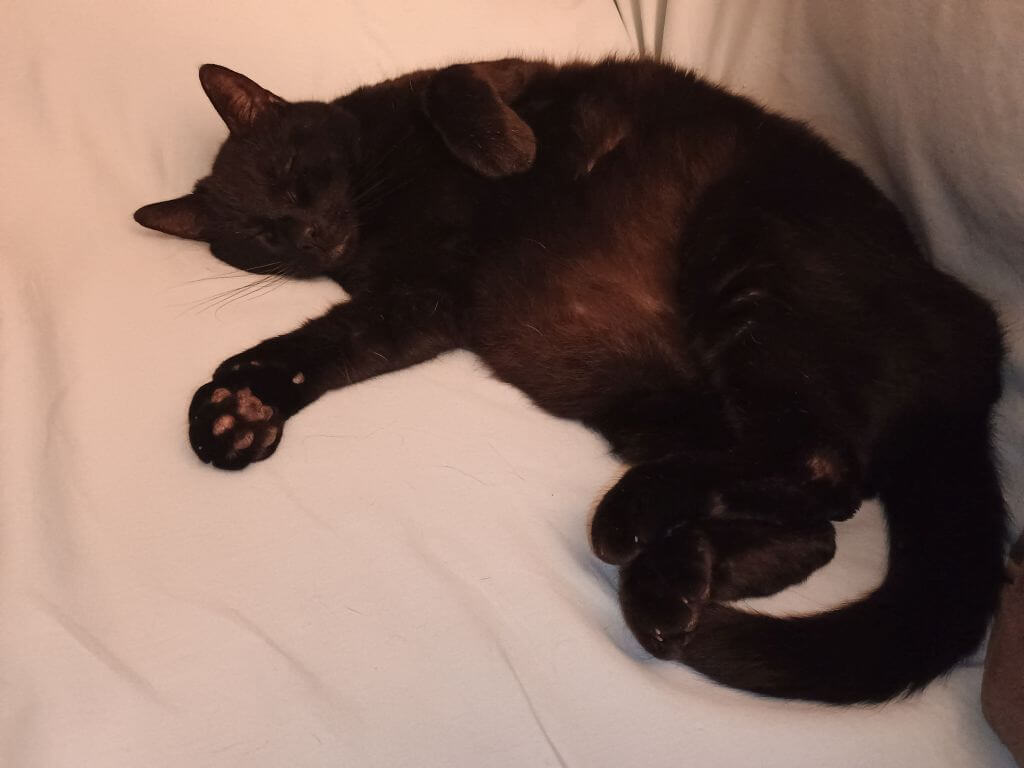 Short-haired black cat sleeping on the couch. He's snugged up in a corner, on his side, belly exposed. His back feet are curled. One front leg is stretched out on the couch while the other one is curled. His eyes are shut tight.