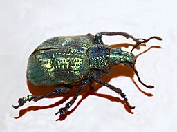 side view of Lamprocyphus augustus, a greenish iridescent weevil found in South America