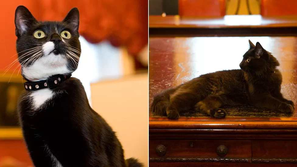 Evie and Ossie, mother and son mousers for the Cabinet Office