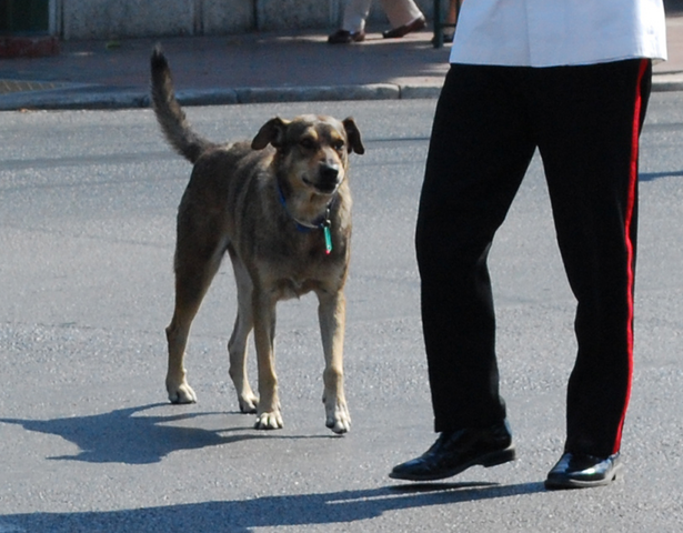 Loukanikos, Greek riot dog