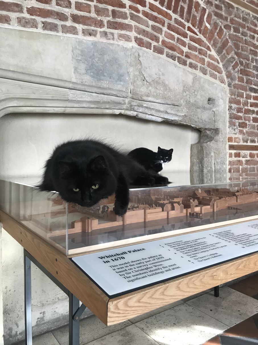 photo of Evie and Ossie lounging on top of a display of Whitehall. Ossie is in the foreground on the corner of the glass-topped display, one front paw and his head dangling slightly off the top. Evie is in the background, looking towards Ossie.
