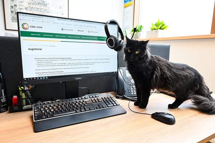 Rango, the handsome black fluffy Diplocat of Lithuania's Ministry of Foreign Affairs hard at work. Long-haired black cat is standing next to a computer monitor which is open to the Lithuanian government page on bringing animals into the country.