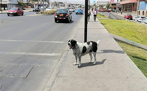El Vaquita, Chilean riot dog